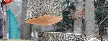 Best Tree Health Inspection  in Coleman, TX