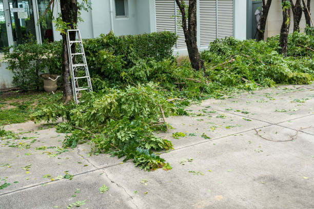 Trusted Coleman, TX Tree Removal Experts